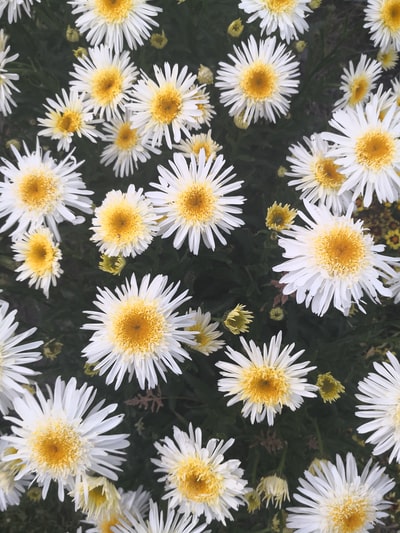白色有花瓣的花朵特写照片
